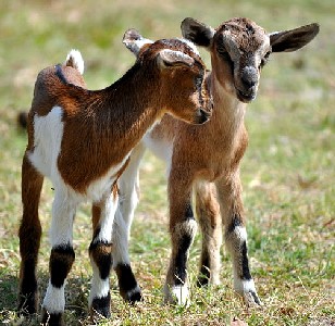 Goat Kids