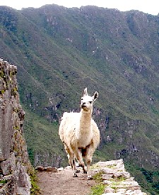 Peruvian Llama