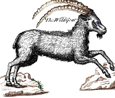 The Wild Goat