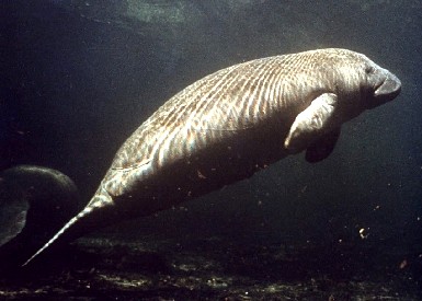 A West Indian Manatee