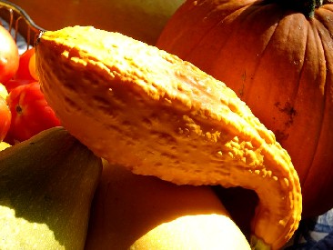 Yellow Neck Squash