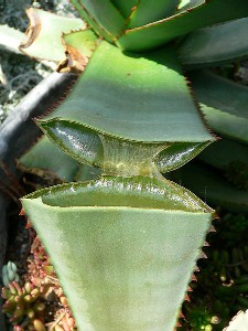 Aloe Plant Split Leaf