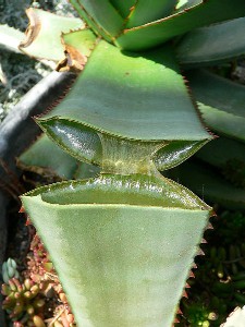 Aloe Plant