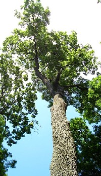 European Ash Tree