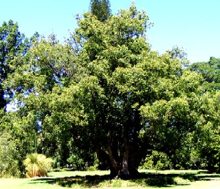 Cinnamomum camphora tree
