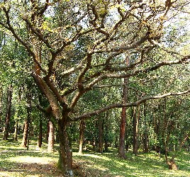 Copaiba from Copaifera langsdorfii