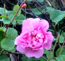 Damask Rose