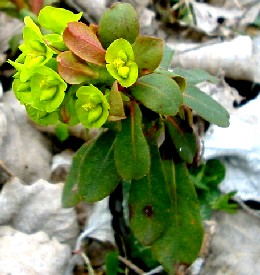 Euphorbia