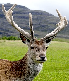 Red Deer Stag