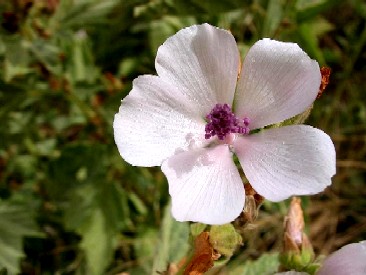 Marsh mallow flower