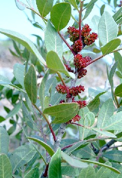 Mastic Tree Leaves and Fruit