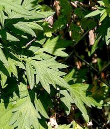 Mugwort