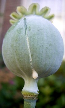 Cut Poppy Bud