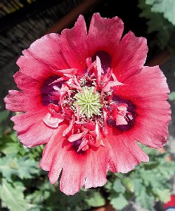 Red Opium Poppy