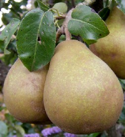 Pears