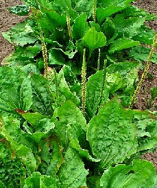 Plantago Major