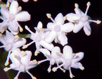 Black Sambuca Flowers