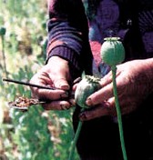 Harvesting Opium