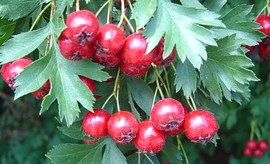 Haws or Hawthorne Berries