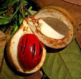 Nutmeg Fruit and Seeds
