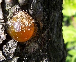 Gum Resin - Plum Tree