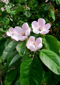 Quince Blossom