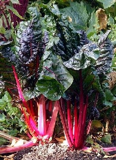 Rhubarb Plant