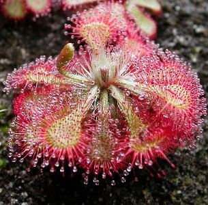 Sundew