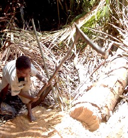 Sago palm harvest for Sago