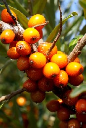 Sea-Buckthorn