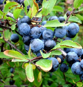 Fruit of Sloes