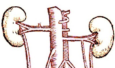 Kidneys and Veins