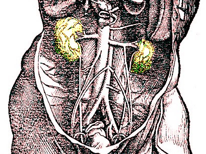 Kidneys in Torso