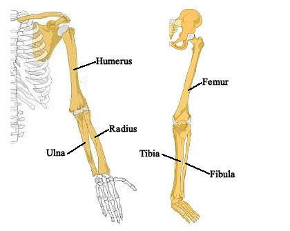 Limb Bones Labeled