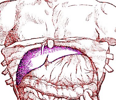 Liver in Abdomen, Vesalius