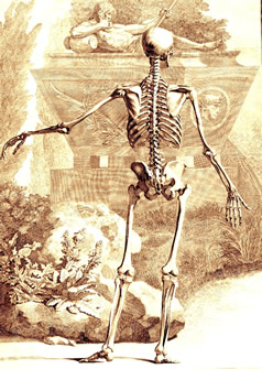 Skeleton Back