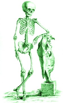 Adolescent Skeleton With Fish