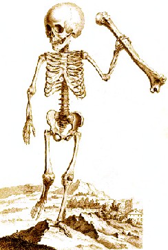 Child Skeleton With Bone