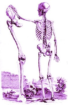 Skeleton With Leg Bone