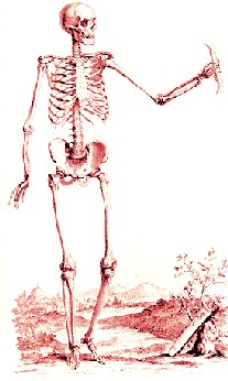 Skeleton Holding Bow
