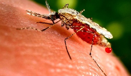 Female Mosquito Excretiing Blood
