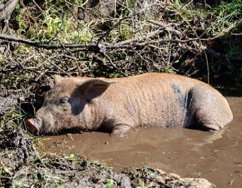 A Pig in Mud