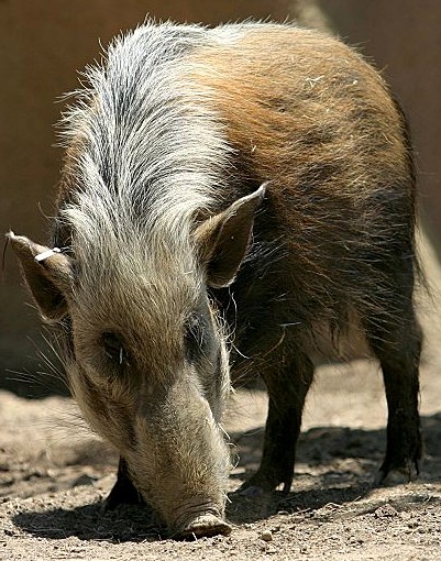 Southern Bush Pig