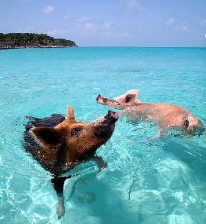 Wild Swimming Pigs in the Bahamas