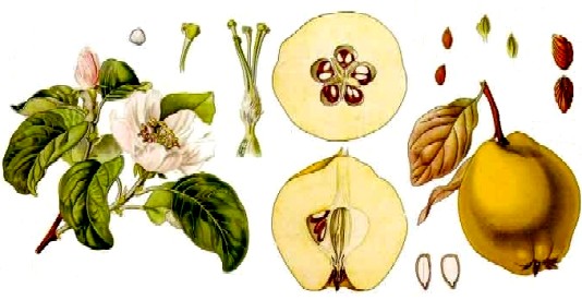 Quince Diagram