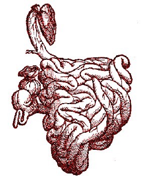 small intestines, vesalius