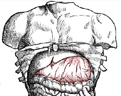 Stomach in Abdomen, Vesalius