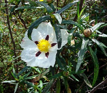 Cistus Ladanifer