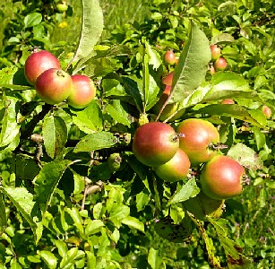 Crabapples