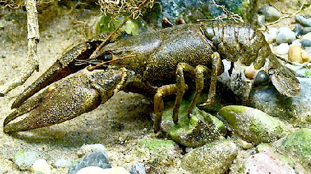 European Crayfish